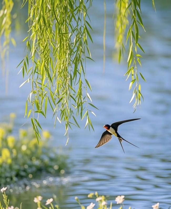 “上午春分雨水多,，下午春分雨水少”，今年春分在何時(shí),？啥預(yù)兆,？ 春暖花開(kāi)探秘