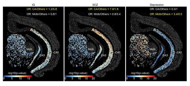 我國(guó)科學(xué)家成功定位抑郁癥相關(guān)細(xì)胞 新方法揭示疾病機(jī)制