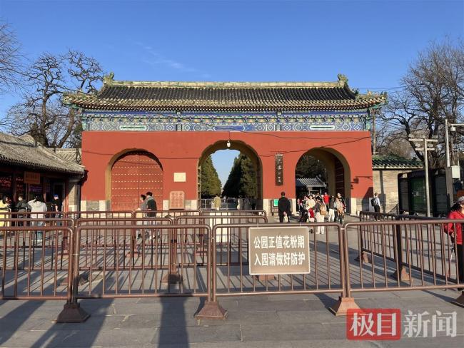 過敏星人有救了,！解決天壇公園柏樹“冒煙”的法子找到了