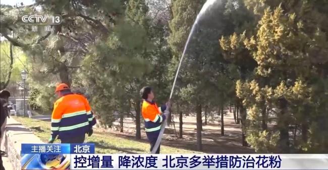 為啥今年北京花粉這么大 氣溫回升與風(fēng)力助推