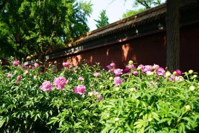 长城脚下桃花海错过等一年 赏春花品文化