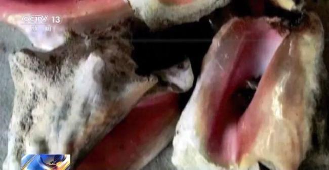 商家进口巨量脏贝壳被罚50万