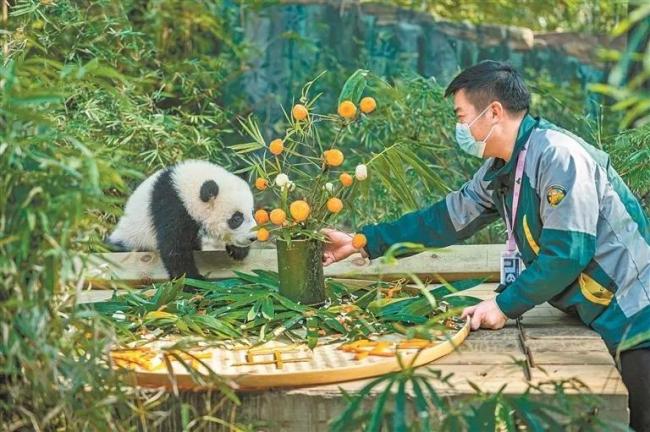 广州大熊猫妹猪大名定为妹珠 集万千可爱于镇定