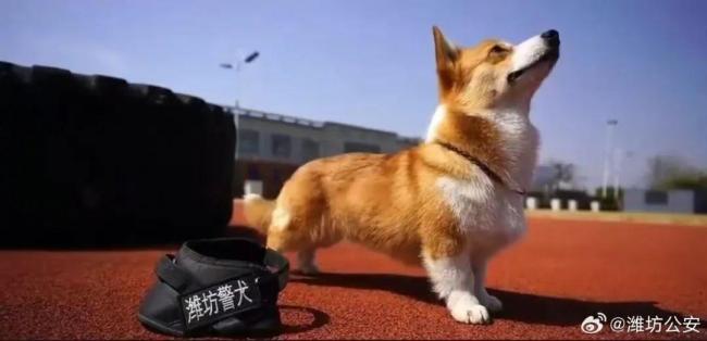 搶小朋友烤腸 警犬被通報 網(wǎng)紅警犬福仔登門道歉