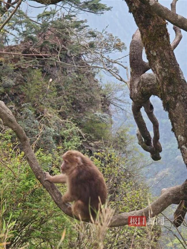 游客給猴喂食 一推一拉縱享絲滑