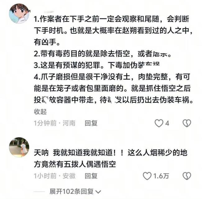主人發(fā)布網(wǎng)紅小貓悟空去世細(xì)節(jié) 真相竟是陰謀