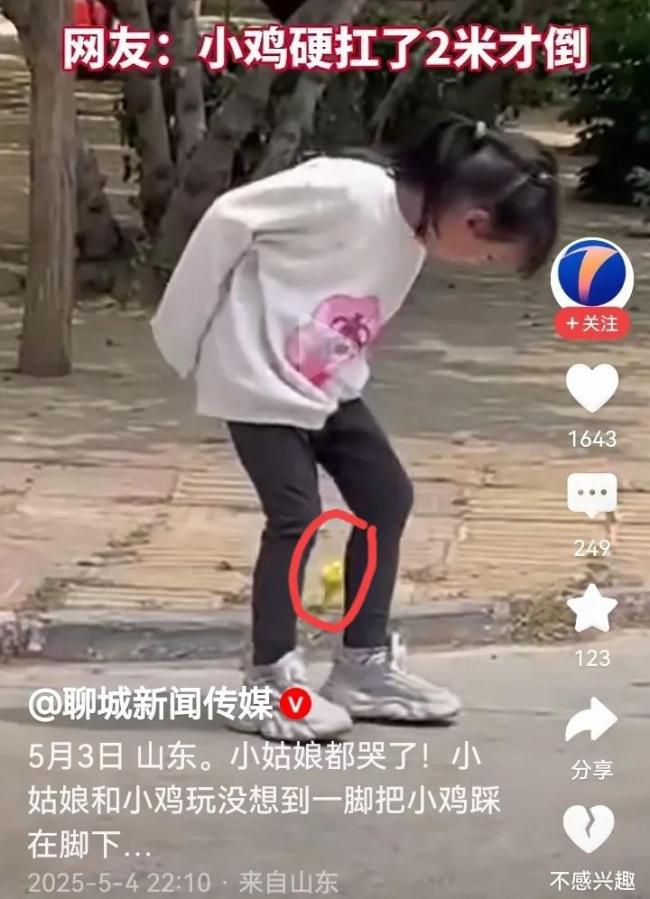 女孩帶小雞玩時(shí)意外把小雞踩在腳下 小雞堅(jiān)強(qiáng)跑兩米終倒下