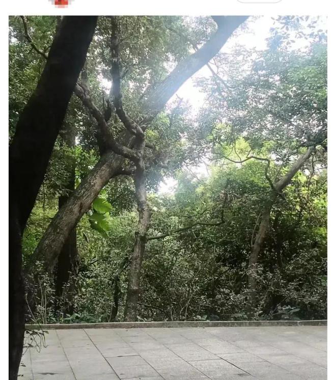 廣州回應公園有眼鏡蛇出沒 生態(tài)環(huán)境好難免有蛇