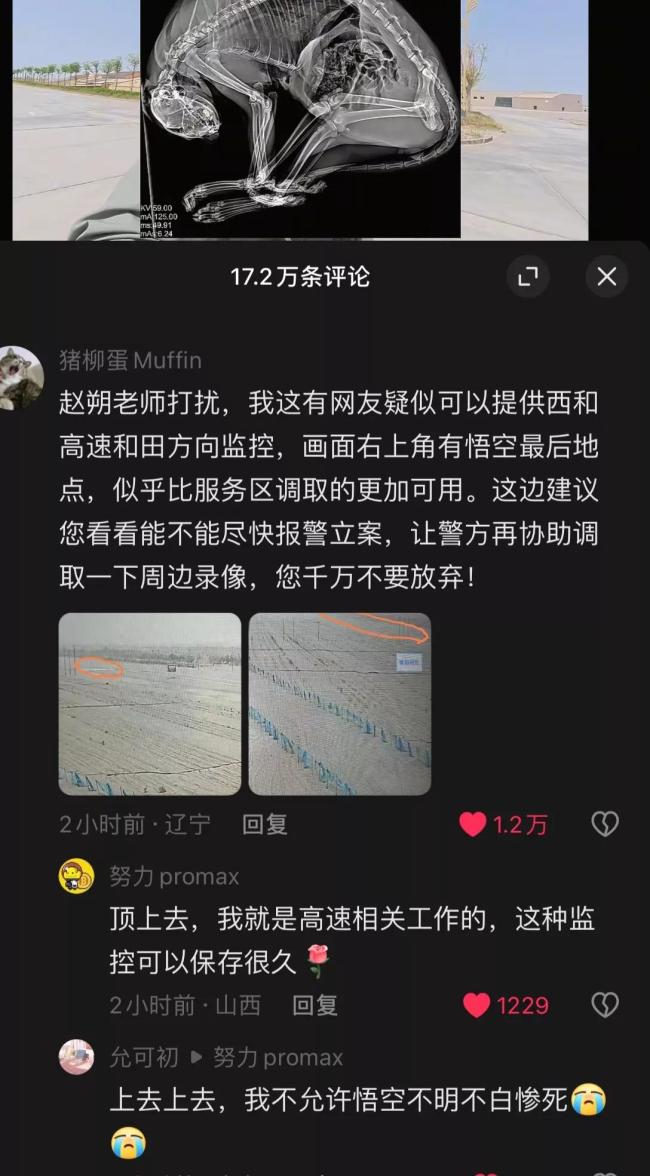 網(wǎng)紅貓“悟空”疑似中毒去世 離奇死亡引網(wǎng)友追兇