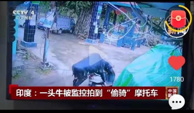 印度一頭牛被拍到偷騎摩托車 意外走紅網(wǎng)絡(luò)