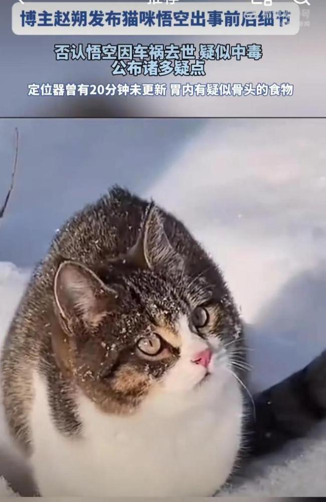 女演員呼吁徹查網(wǎng)紅小貓悟空死因 疑點(diǎn)重重！