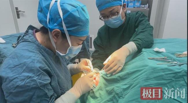 男童頻繁揉眼竟是螨蟲在眼睛里做窩 80多只螨蟲藏匿瞼板腺