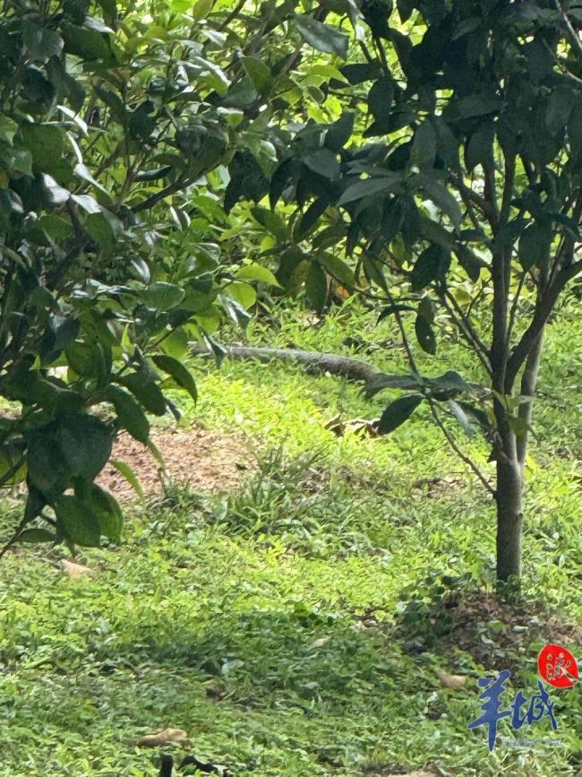 廣東多個(gè)公園景區(qū)蛇出沒 游客需警惕