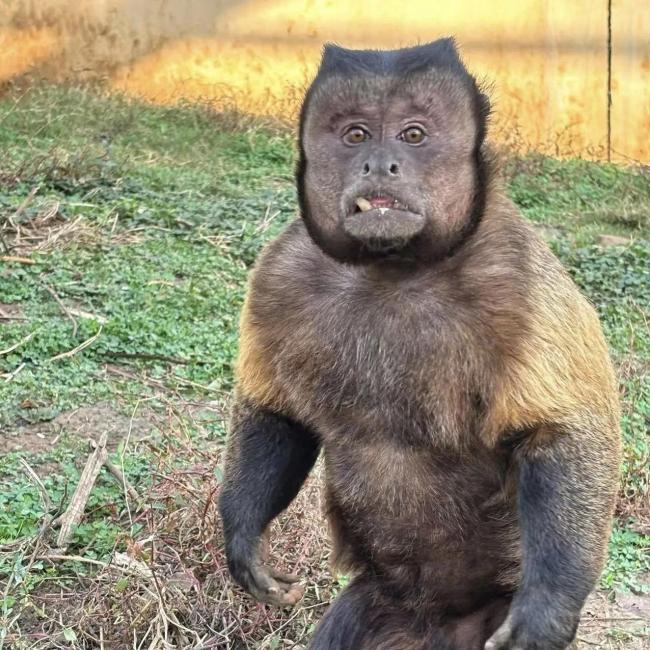 合肥野生動物園一猴子丑出圈 保育員稱其實(shí)很可愛
