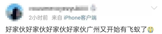 廣東近期有大水蟻成群出現(xiàn) 雨后傍晚頻現(xiàn)飛蟲