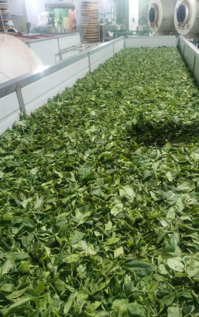 廣東茶農(nóng)稱蟬茶產(chǎn)量暴增40% 生態(tài)智慧的產(chǎn)業(yè)革命
