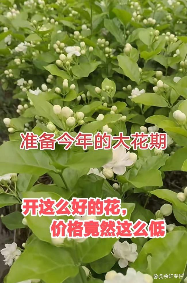 廣西女子倒掉本要賣的茉莉花 無奈之舉背后的辛酸