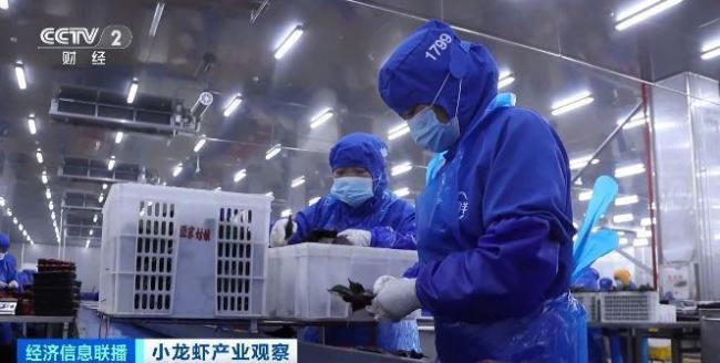 小龍蝦加工品成海外市場新寵 創(chuàng)新賦能產(chǎn)銷兩旺
