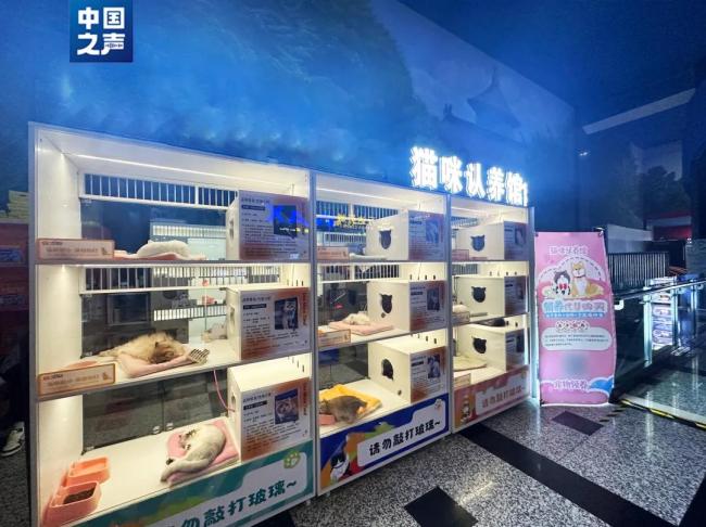 警惕！免費貓咪領(lǐng)養(yǎng)暗藏哪些詐騙套路