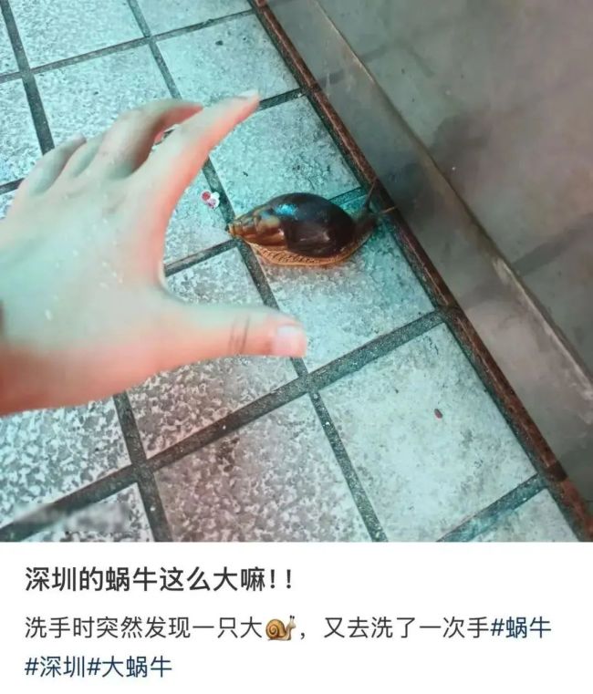 提醒！雨后遇到這種大蝸牛千萬別碰