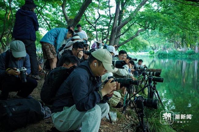 西湖限定版金光穿洞 攝影愛好者凌晨搶位
