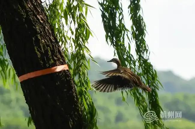 鴛鴦寶寶被困樹洞 眾人合力救助 西湖溫情救援記