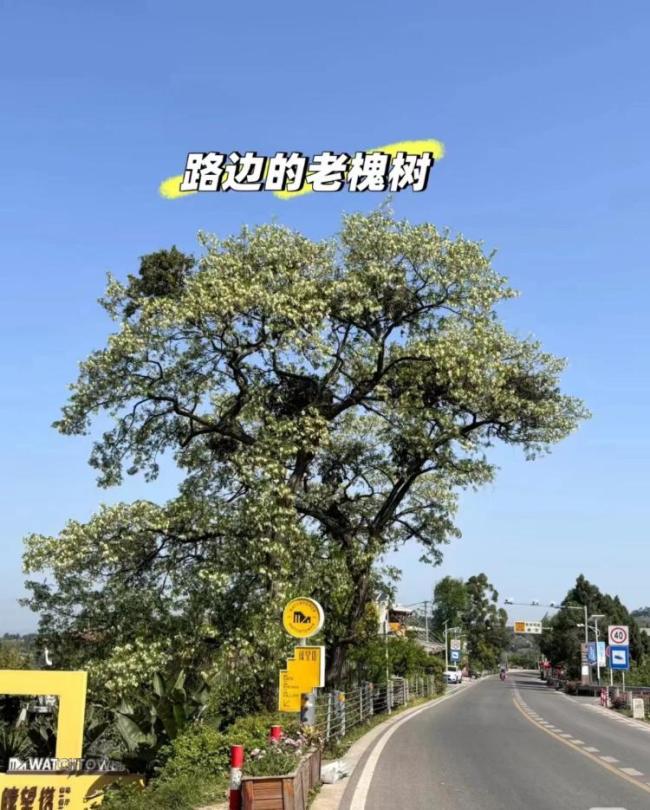 成都龍泉山網(wǎng)紅樹被砍成禿頭 安全隱患引爭議