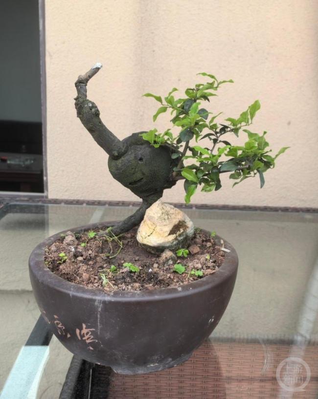 男子為萬元盆栽“上頭”