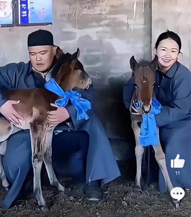 一个超级稀有的双子小马,在内蒙古,这是草中