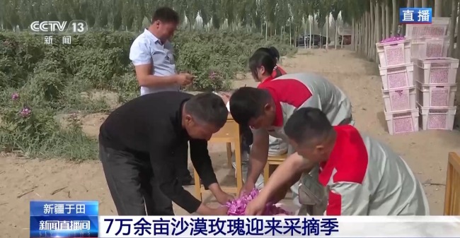 塔克拉瑪干沙漠“鎖邊合龍”時種植的玫瑰花開了