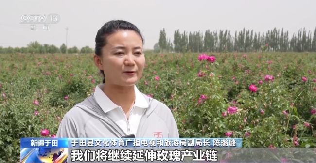 塔克拉瑪幹沙漠“鎖邊合龍”時種植的玫瑰花開了