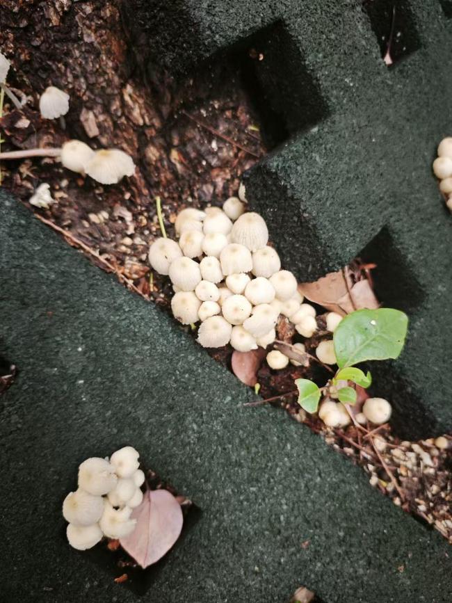 當心綠化帶蘑菇有劇毒 潮濕天氣助長毒菇生長