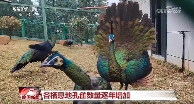 國際生物多樣性日