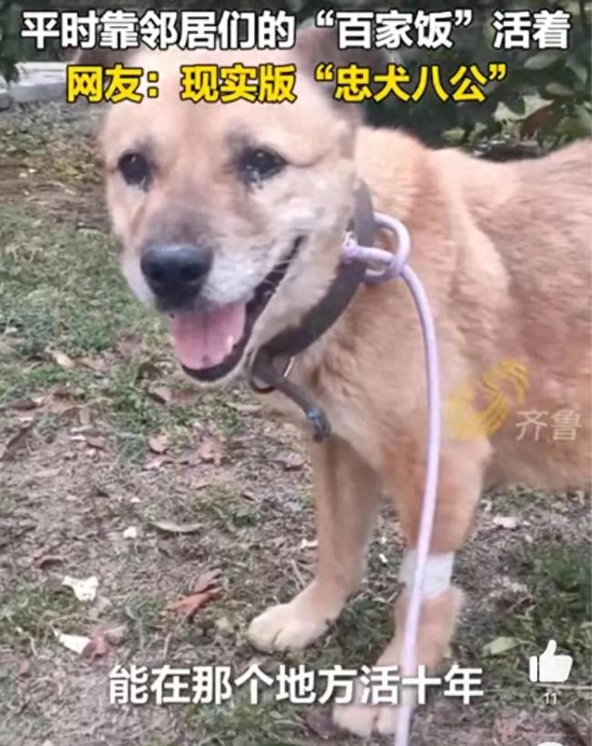 主人去世后狗狗守老房子10年