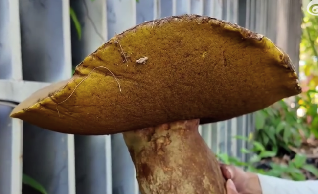须眉发现脸盆大小野生牛肝菌 云南为何常见超大野生菌