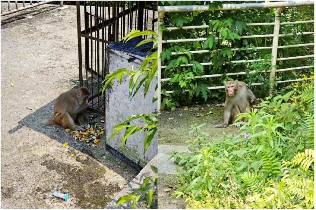 游客在重慶南山被野猴抓傷 景區(qū)提醒勿投喂野生動(dòng)物