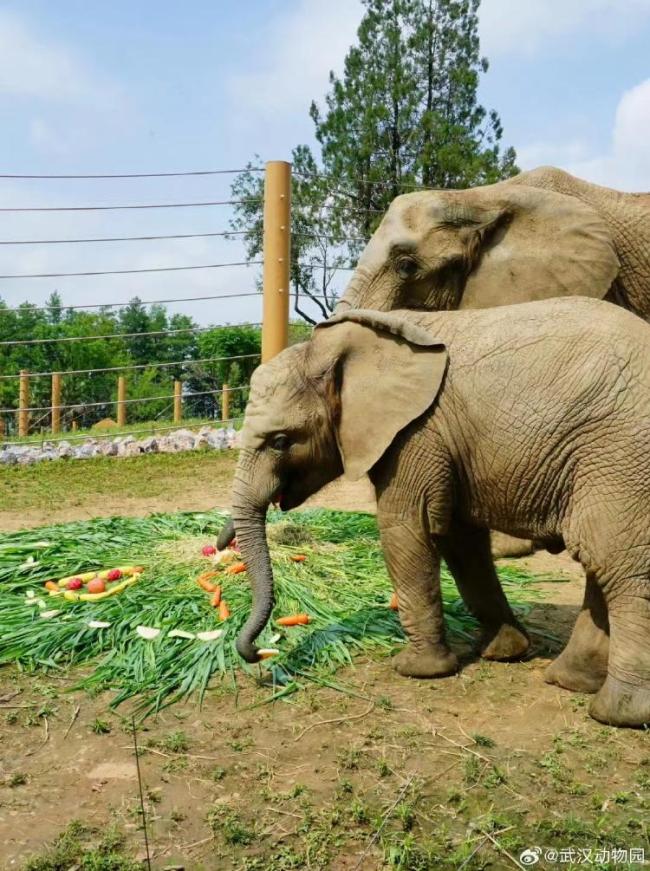 武漢動(dòng)物園回應(yīng)小象去世 急性感染致心肺衰竭