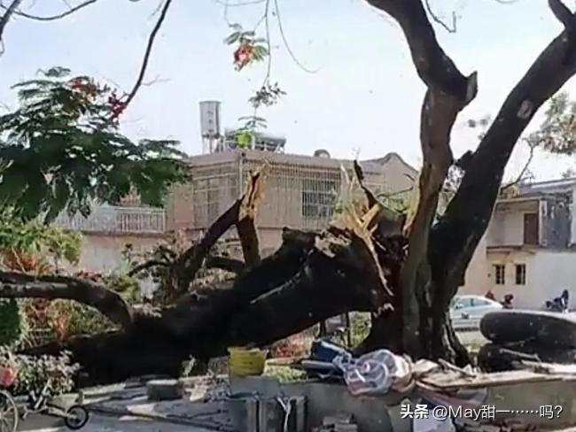 广东揭阳一棵百年老树无风自断 古树之殇唤醒保护意识