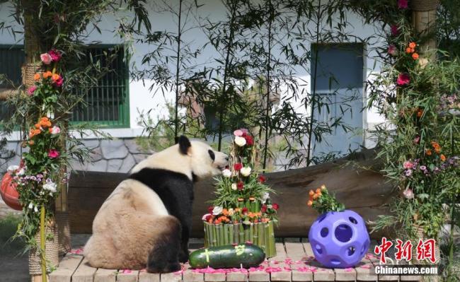 濟(jì)南動(dòng)物園大熊貓迎11歲生日 特制蛋糕慶生