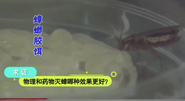 蟑螂斷頭以后還能活一周以上,，怎樣才能徹底消滅蟑螂,？