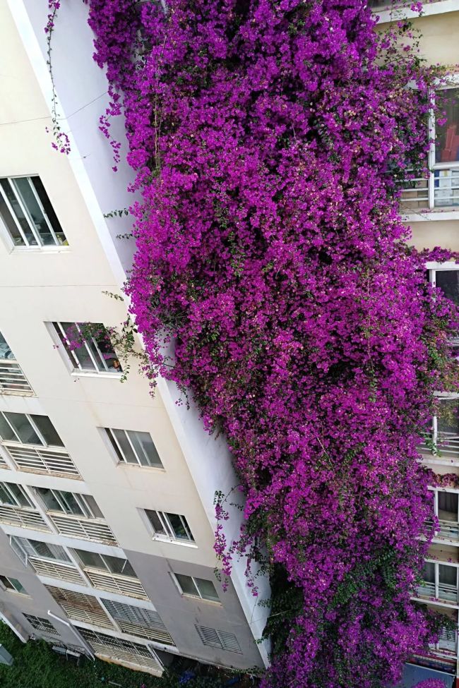 昆明的夏天開滿了會變色的花 城市角落的浪漫色彩
