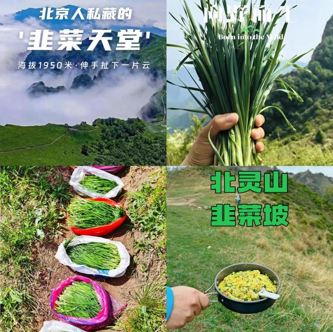 北京北靈山的野韭菜快被薅禿了 徒步采摘熱潮引發(fā)擔(dān)憂