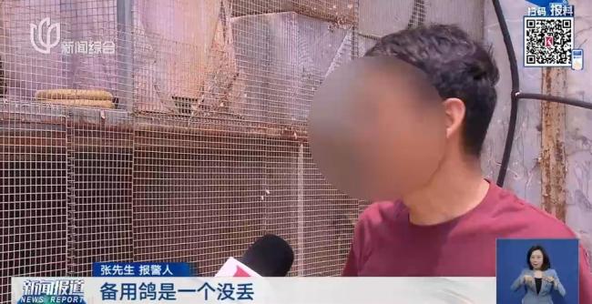 23只賽用信鴿被盜市場估值超50萬 蟊賊識貨斷羽盜鴿