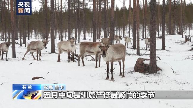 北約頻繁在芬蘭牧區(qū)演習 牧民擔心驚擾馴鹿