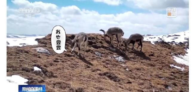 近80臺紅外相機拍巖羊雪豹兔猻等,，網(wǎng)友：想看直播,！