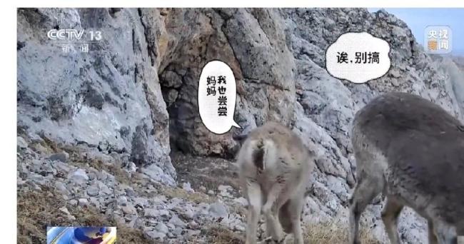 近80臺紅外相機拍巖羊雪豹兔猻等,，網(wǎng)友：想看直播！