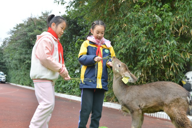 校園放養(yǎng)的梅花鹿成師生團(tuán)寵,！