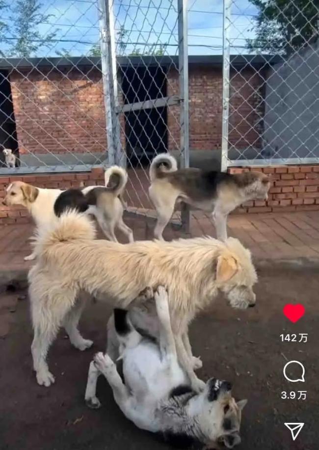 中國下司犬外網爆火 被稱為中國狗王 王者風范征服全球