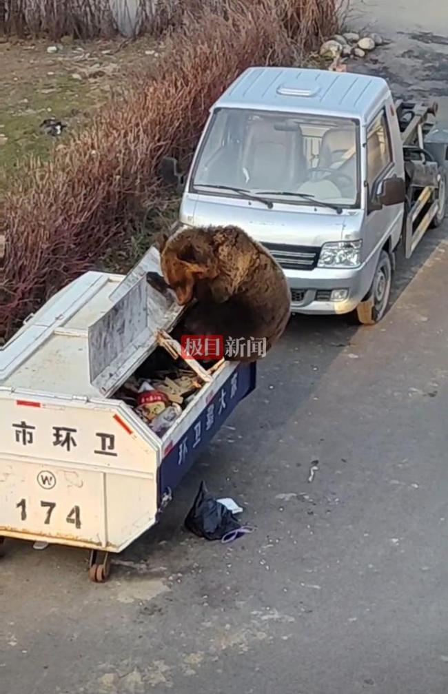 內(nèi)蒙古一地上演現(xiàn)實版熊出沒 棕熊頻繁造訪鎮(zhèn)政府