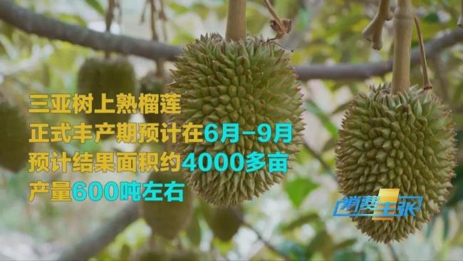 榴蓮價格暴跌50% 有人買了50箱 “水果自由”來臨